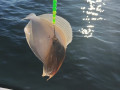 IMG20240512073450